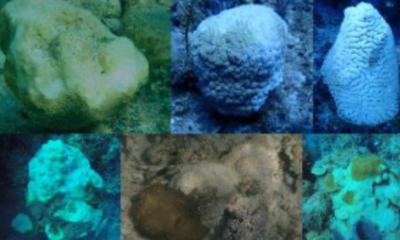 Stony Coral Tissue Loss