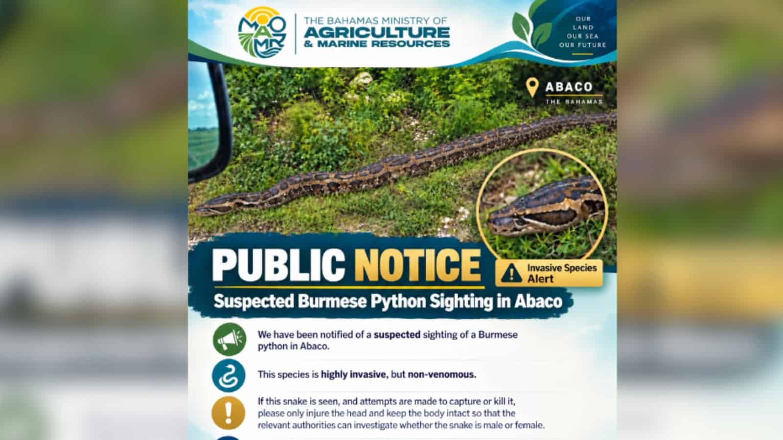 Possible Burmese Python Sighting in Abaco Prompts Environmental Concerns